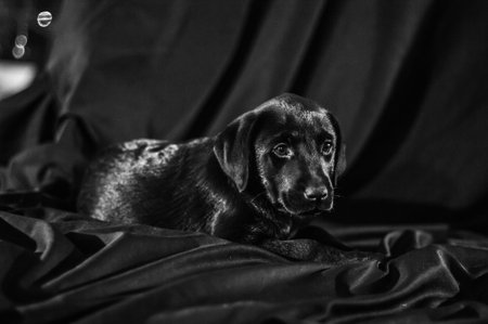 Black puppy on a black fabric background. Black and white photo.の写真素材