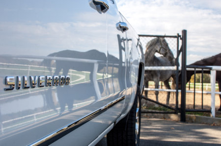 Close-up of a white car with the horses in the background