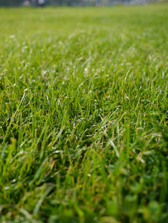 Green grassの写真素材