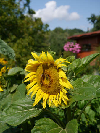 Sunflowerの写真素材