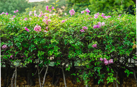 The garden with pink flowerの写真素材