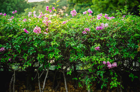 Spring tree and flowerの写真素材