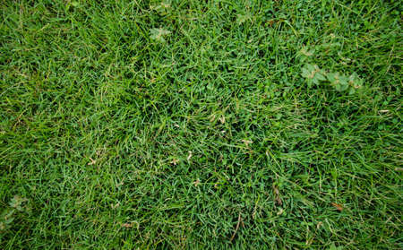 Grass, backdrop, backgroundの写真素材