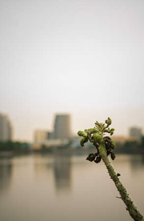 Steam flowerの写真素材