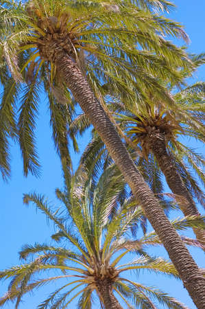 three green palms standing on the blue sky background