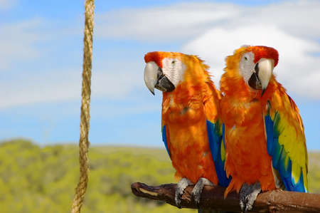 two parrots sitting together in the natureの写真素材