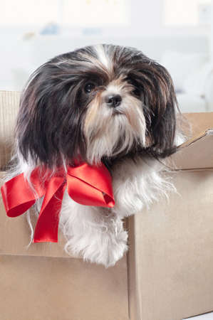 A cute shitzu puppy in a boxの写真素材