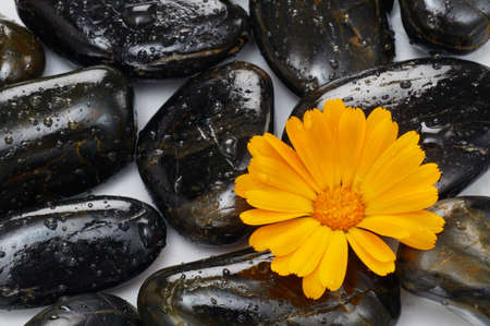 spa stones with flowerの写真素材