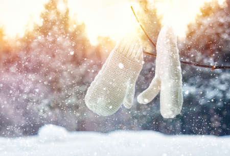 white mittens hanging on a tree branch in the Park. the concept of the winter holidey in nature