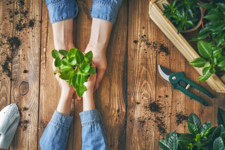 Concept of generation and development. Adult and child are holding in hands green sprout. Spring, nature, eco and care.の写真素材