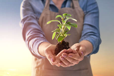Concept of earth day. Person is holding in hands green sprout on sunset background. Spring, nature,...