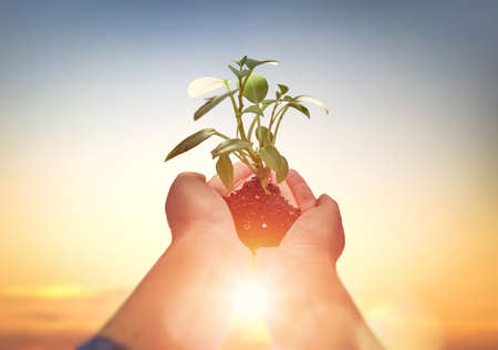 Concept of earth day. Person is holding in hands green sprout. Spring, nature, eco and care. の写真素材