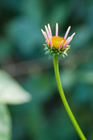 Single delicate flowerの写真素材