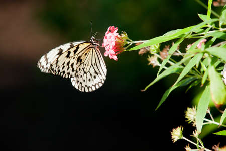 White and black butterfly on red and pink flowers with deep bokehの写真素材