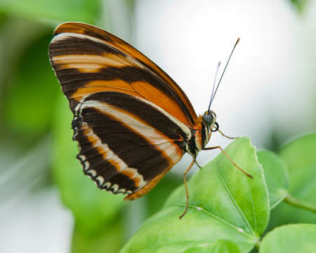 Orange and black butterfly isolated close-up on leafの写真素材