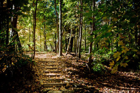 Wooden steps up from stream bed