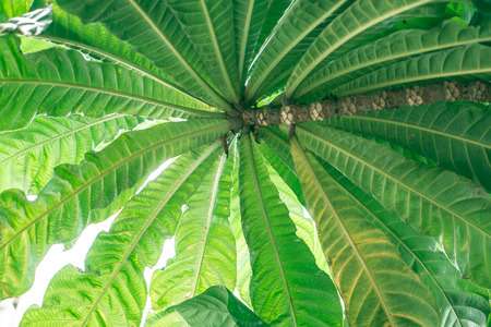 Close-up green big leaf