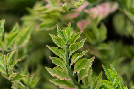 Leafy garden wall to photos by leaf in tropical country, Thailandの写真素材