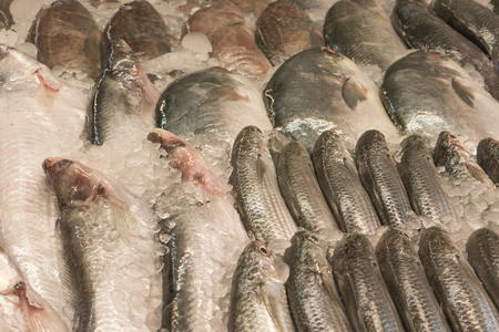 Fresh raw fish with ice in seafood market in tropical country, Bangkok Thailandの写真素材