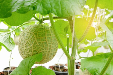 Melon or Cantaloupe fruits Japanese plant growing row in greenhouse organic cultivation tree garden farm.の写真素材