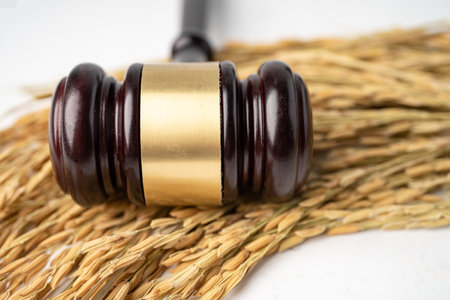 Judge gavel hammer with good grain rice from agriculture farm. Law and justice court concept.の写真素材