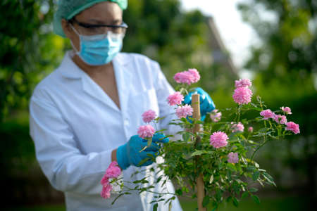 Scientists doctor checking health pink tree rose plant research for skin and perfume product, environment, ecology, alternative nature medicineの写真素材