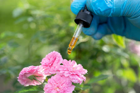 Scientists doctor holding bottle of rose herb oil plant for skin and perfume product, droplet dosing, biology and ecology alternative nature medicine.の写真素材