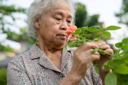 Asian senior or elderly old lady woman with pinkish orange rose flower in the sunny garden.の写真素材