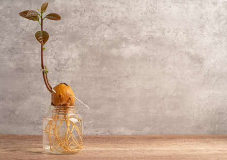 Avocado sprout plant from the seed grow with root in water glass with copy space.の写真素材