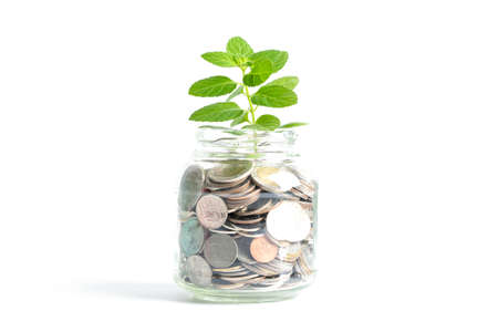Tree on save money coins in grass jar, Growth business finance saving investment concept.
