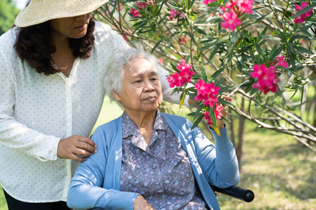 Asian elderly woman holding red rose flower, smile and happy in the sunny garden.の写真素材