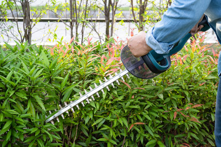 Woman taking care and growing plants, Hobby planting home garden, ornamental pruning.