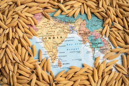 Brown rice paddy seeds on India map, India rice export ban trigger a global food crisis concept.のeditorial素材