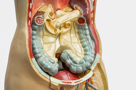 Human intestine, appendix and digestive system model anatomy for medical training course, teaching medicine education.の写真素材