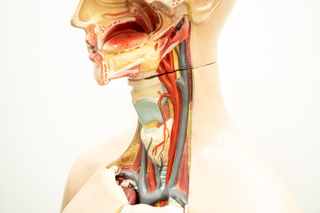 The throat, pharynx and larynx model anatomy for medical training course, teaching medicine education.の写真素材