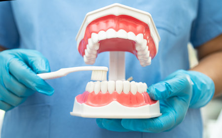 Asian dentist cleaning teeth of dental model with tooth brush for patient and studying about dentistry.の写真素材