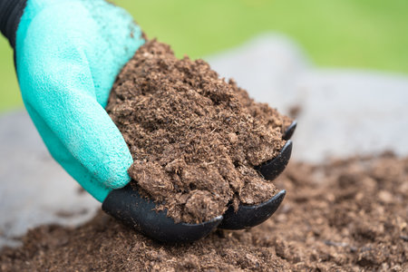 Hand holding peat moss organic matter improve soil for agriculture organic plant growing, ecology...