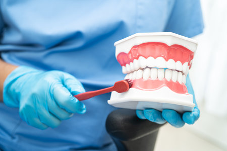 Asian dentist cleaning teeth of dental model with tooth brush for patient and studying about dentistry.の写真素材