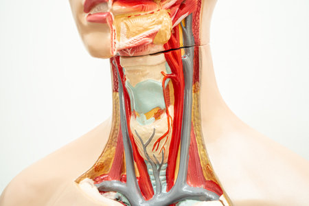 The throat, pharynx and larynx model anatomy for medical training course, teaching medicine education.の写真素材