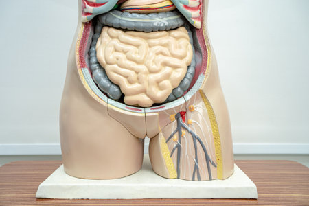 Human penis with intestine in woman body model anatomy for medical training course, teaching medicine education.の写真素材