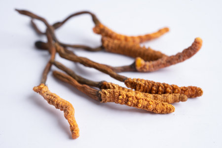 Cordyceps or Ophiocordyceps sinensis mushroom herb is fungus for used as medicine on white background.の写真素材