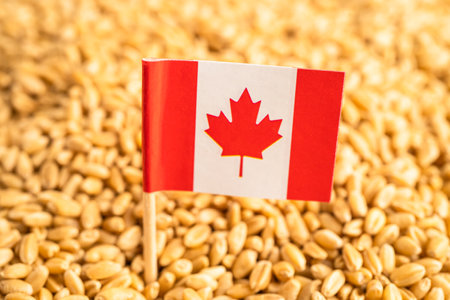 Grains wheat with Canada flag, trade export and economy.の写真素材