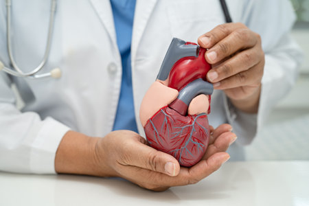 Cardiovascular disease CVD, Asian doctor holding human anatomy model for learn and treat heart disease.の写真素材