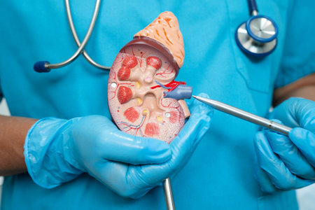 Kidney disease, Chronic kidney disease ckd, Doctor hold human model to treat and study in hospital.の写真素材