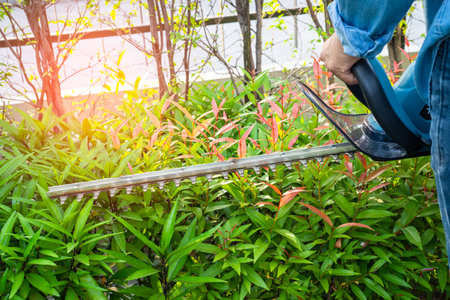 Woman taking care and growing plants, Hobby planting home garden, ornamental pruning.