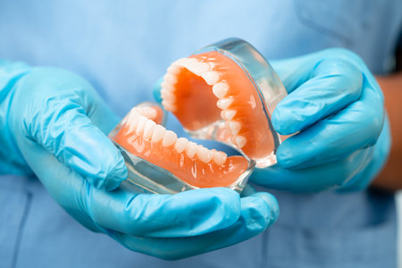 Denture, dentist holding dental teeth model to study and treat in hospital.
