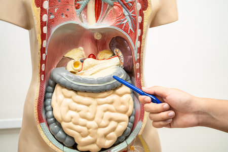 Learning anatomy and biology with human body model showing internal organs in educational setting.の写真素材