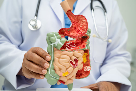 Digestive system with stomach and intestine, Asian doctor holding human anatomy model for study...