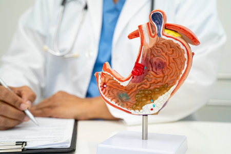 Stomach disease, doctor with human anatomy model for study diagnosis and treatment in hospital.の写真素材