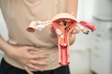Uterus, Asian, woman holding human anatomy model.